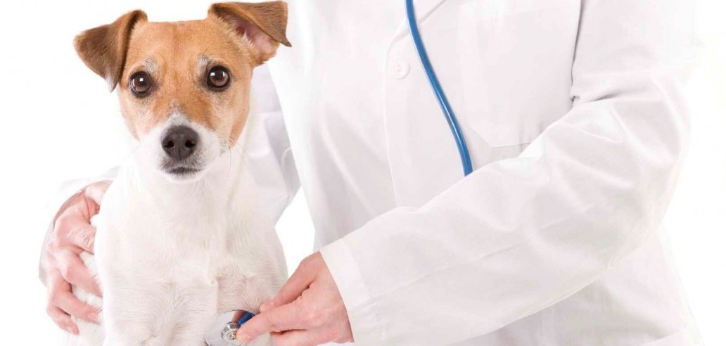 20191025_dia-do-veterinario-1080x675-1